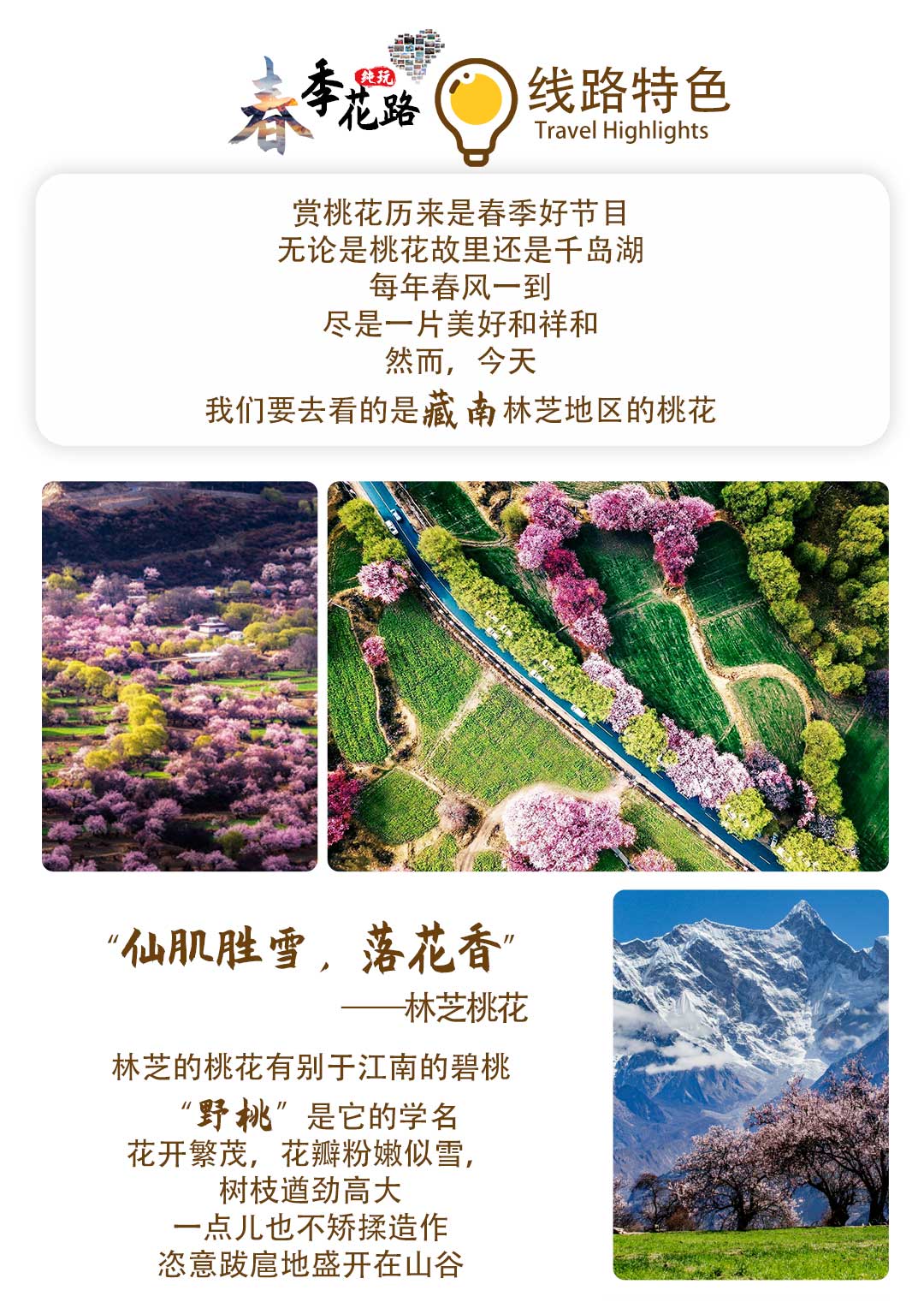 林芝桃花节五天